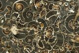Polished Ammonite (Promicroceras) Slab - Marston Magna Marble #131990-1